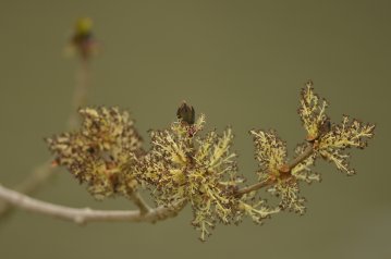 Balade naturaliste : rosées printanières