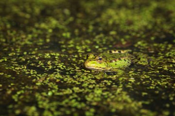 A la découverte des amphibiens