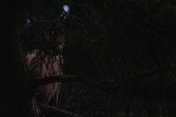 Balade naturaliste : écran noir dans les bois