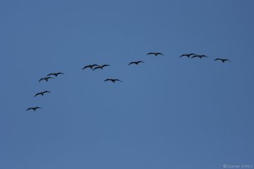 Balade naturaliste : ballet des oiseaux