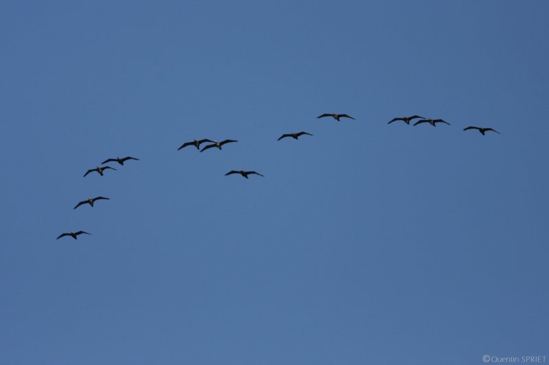 Balade naturaliste : ballet des oiseaux