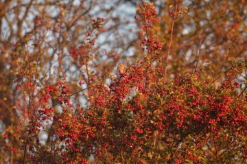 Balade naturaliste : "Touche pas ! C’est du poison !"