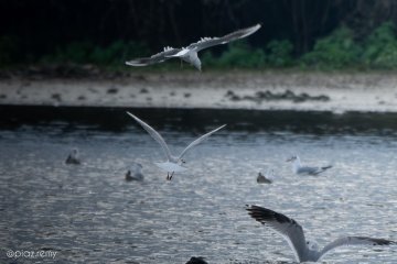 Balade naturaliste : la nature nous offre son plus beau spectacle