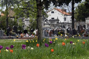 À la découverte des chauves-souris au cimetière Parc