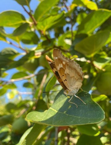 Atelier de découverte de la nature : les papillons des jardins