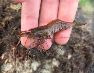 Pêche à pied en Bretagne – Sortie découverte à Saint-Malo avec un guide nature