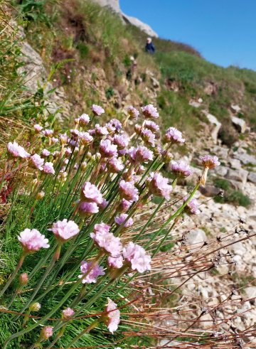 Balade plantes et oiseaux