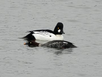 Pourquoi les oiseaux sont migrateurs ?