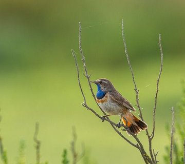 Initiation à la pratique de la photographie animalière
