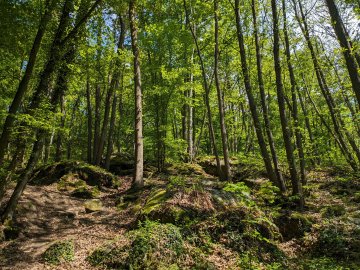 Entre contes, histoire et biodiversité : voyage au cœur d'un patrimoine naturel et humain