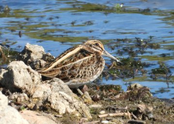 Les oiseaux migrateurs du Grand-Voyeux