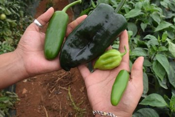 « À toutes les sauces, voyagez au cœur des saveurs mexicaines »