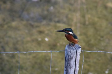 Flicourt : un site d'observation d'exception pour les oiseaux