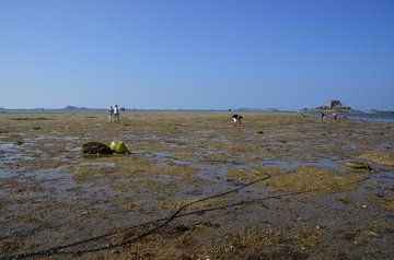 Découverte de la Pêche à pied à Saint-Malo