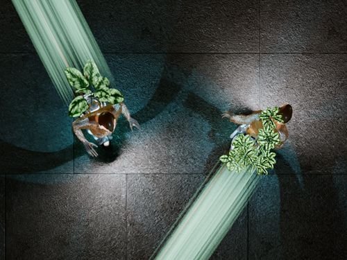 À l’écoute du vivant. Biomimétisme, entre arts et sciences
