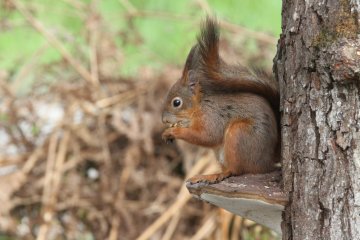 Découvrir et inviter la nature chez soi