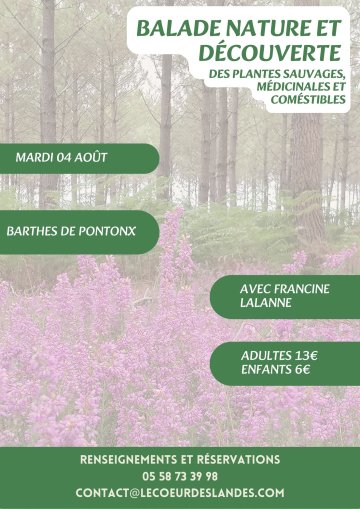 A la découverte des plantes sauvages, médicinales et comestibles avec Francine