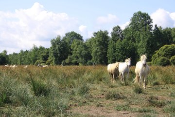 Le cours de l'Histoire au marais