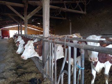 Oh la vache ! Visite d'une exploitation fromagère familiale