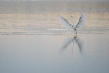 Découverte des oiseaux avec la LPO