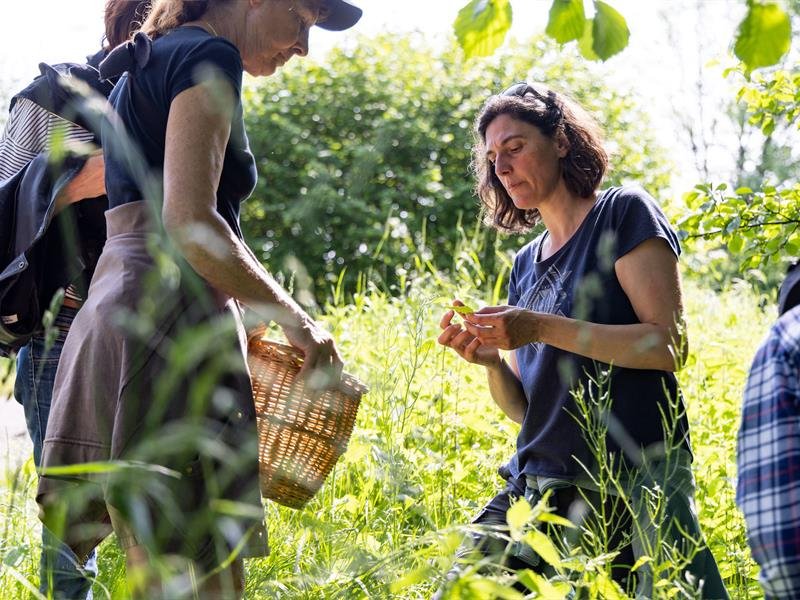 Sortie découverte des plantes sauvages