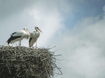 Le nourrissage des cigognes