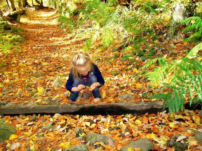 Activité : l'école buissonière