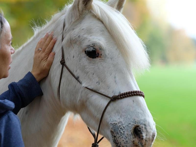 Equicoaching