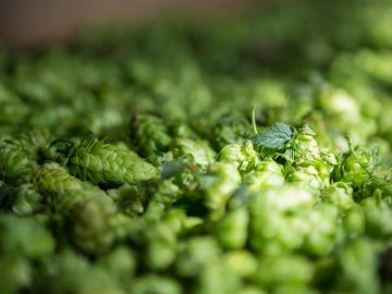 Exposition : Du houblon à l'esprit de la bière