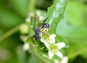 Que serait une soupe sans pollinisateurs ?