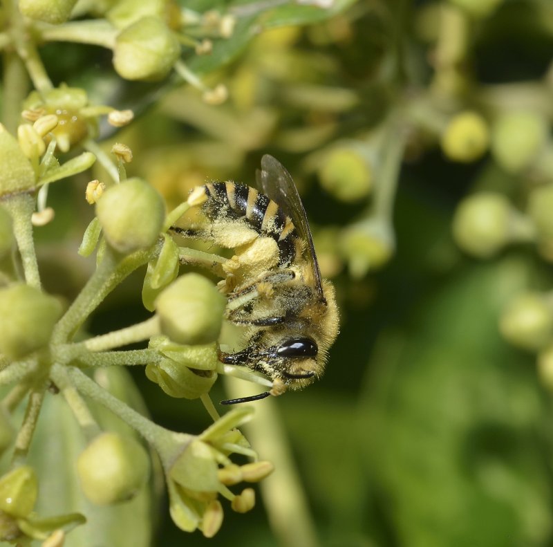 Grand jeu à la découverte des pollinisateurs !