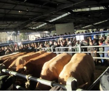 Concours des Bœufs de Noël de Laissac