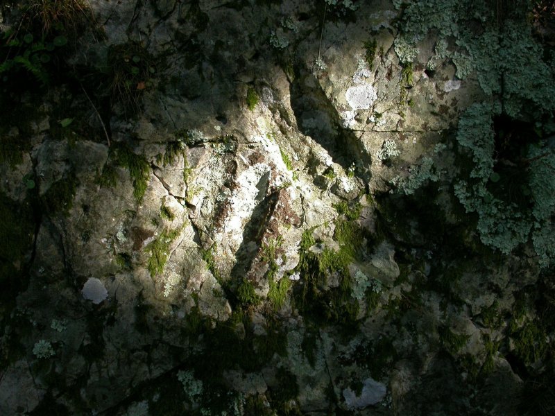 Paléontologue en herbe