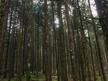 A l'écoute de la forêt, vivez l'automne autrement