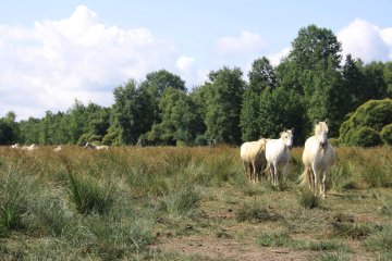 Journées du patrimoine : la gestion écologique du marais