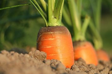 Les Jardins partagés par Saint Avive le Jardin'gue