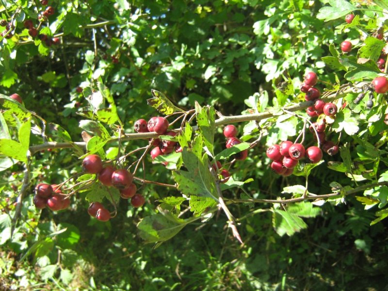 Couleurs d'automne dans le bocage