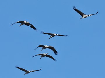 Grues cendrées