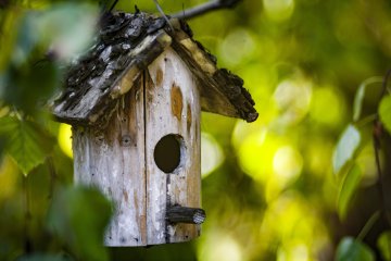 Sciences participatives : mangeoire à oiseaux