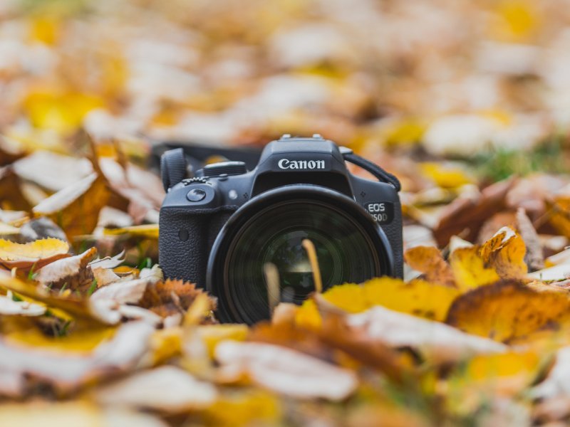 Atelier photos "Portraits d'arbres"