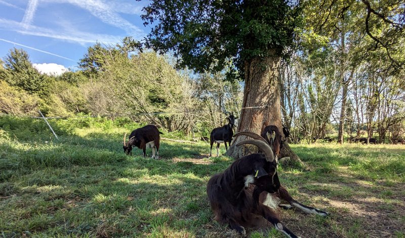 La balade des chèvres à La Ferme du Poney Fringant d'Azérables