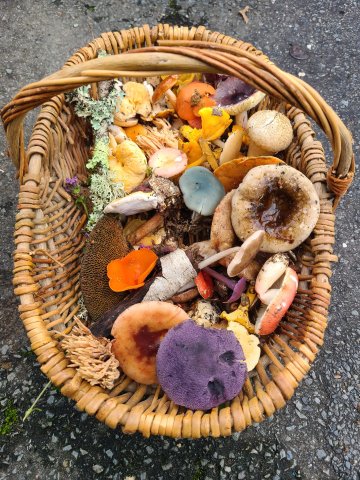 Journée mycologique : cueillette de champignons
