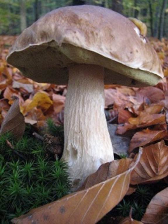 Découverte du monde des champignons