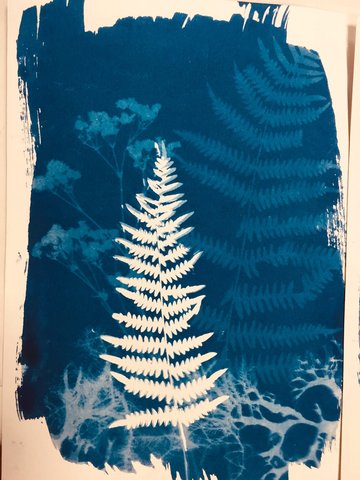 Atelier cyanotype sur papier