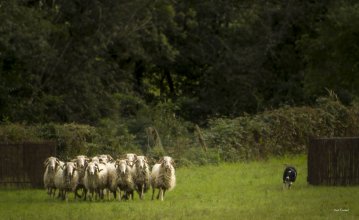 44ème Fête des Bergers - Finale du 44ème concours de chiens de bergers