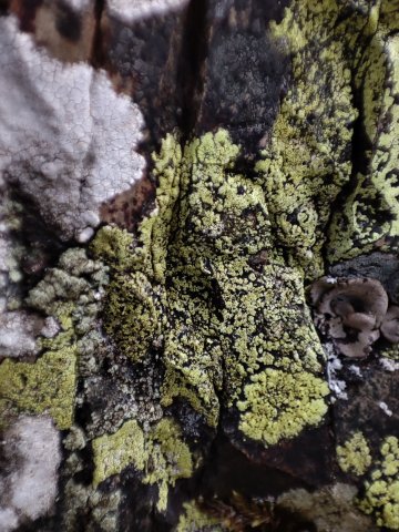 Lichens, un monde fantastique !