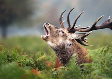 Les amours du Cerf