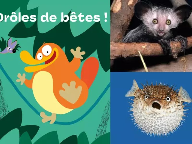 Exposition Drôles de bêtes !