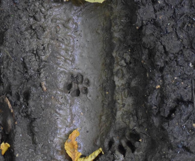 Traces de la vie sauvage