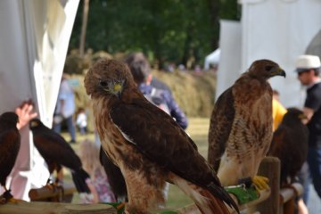 Fête de la Sange